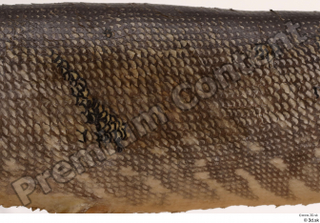 Northern pike back belly body scales 0002.jpg